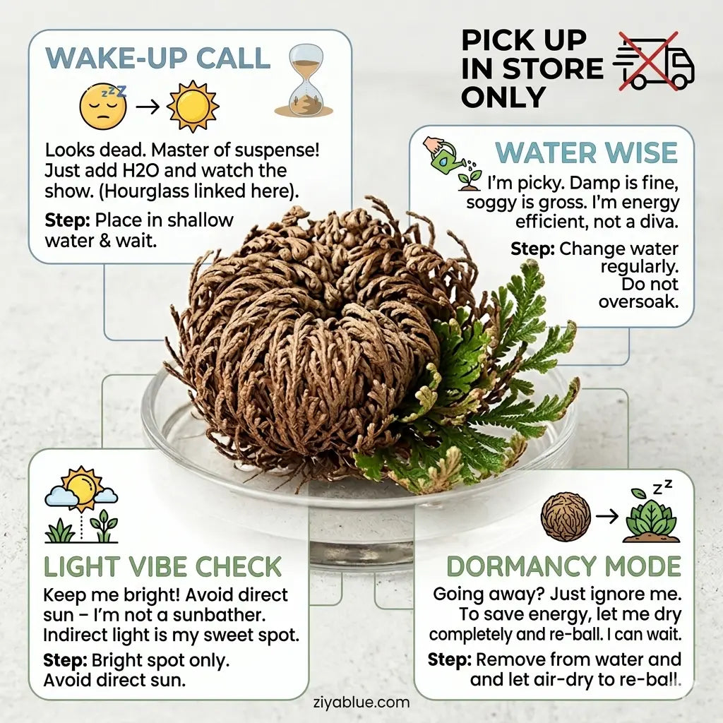 Rose of Jericho | The "Resurrection Plant"  Ziya Blue
