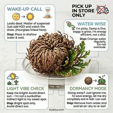 Rose of Jericho | The "Resurrection Plant"  Ziya Blue
