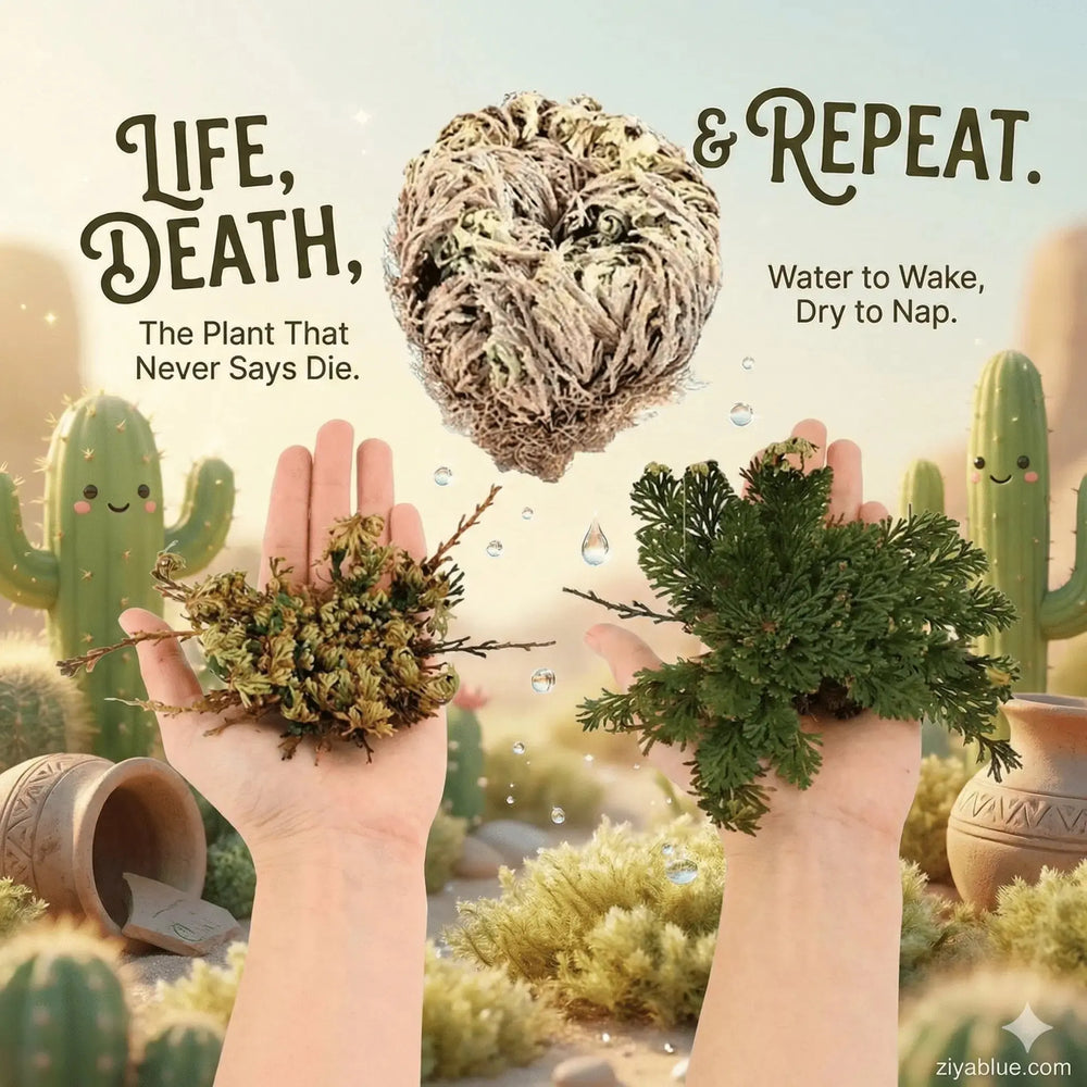 Rose of Jericho | The "Resurrection Plant" Designs by Deekay Ziya Blue