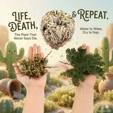 Rose of Jericho | The "Resurrection Plant"  Ziya Blue