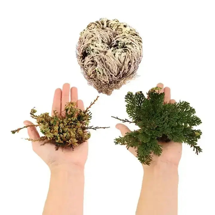 Rose of Jericho | The "Resurrection Plant" Designs by Deekay Ziya Blue