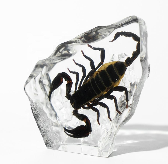 Natural Scorpion Resin Specimen | Macabre Desk Decor