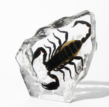 Natural Scorpion Resin Specimen | Macabre Desk Decor