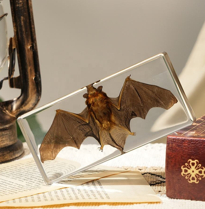 Real Bat Resin Specimen | Gothic Taxidermy Decor