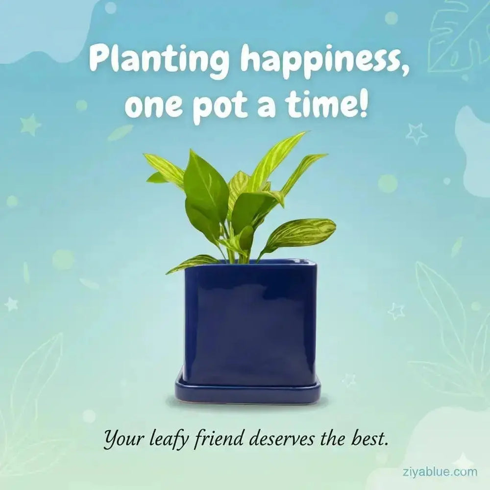 Square Ceramic Plant Pot: The Svek 5" Cube Upgrade 🪴✨ Chive Ziya Blue