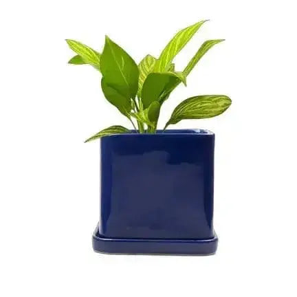 Square Ceramic Plant Pot: The Svek 5" Cube Upgrade 🪴✨ Chive Ziya Blue