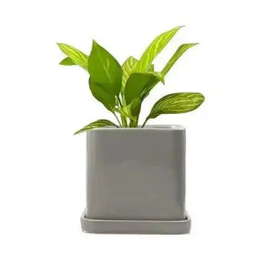 Square Ceramic Plant Pot: The Svek 5" Cube Upgrade 🪴✨ Chive Ziya Blue