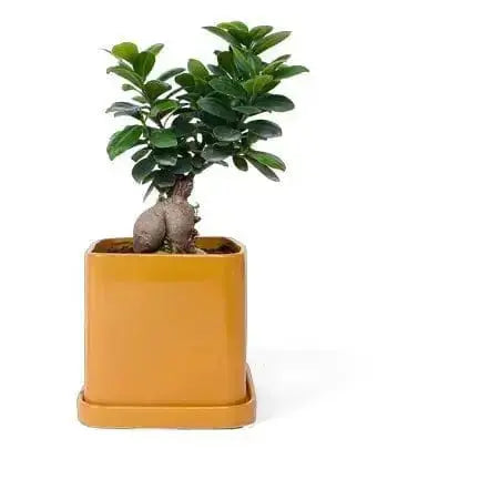 Square Ceramic Plant Pot: The Svek 5" Cube Upgrade 🪴✨ Chive Ziya Blue
