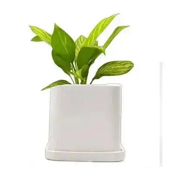 Square Ceramic Plant Pot: The Svek 5" Cube Upgrade 🪴✨ Chive Ziya Blue