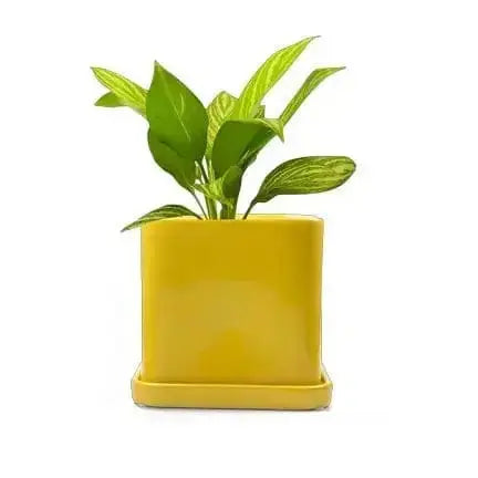 Square Ceramic Plant Pot: The Svek 5" Cube Upgrade 🪴✨ Chive Ziya Blue