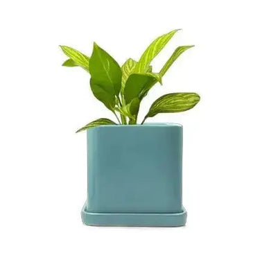 Square Ceramic Plant Pot: The Svek 5" Cube Upgrade 🪴✨ Chive Ziya Blue