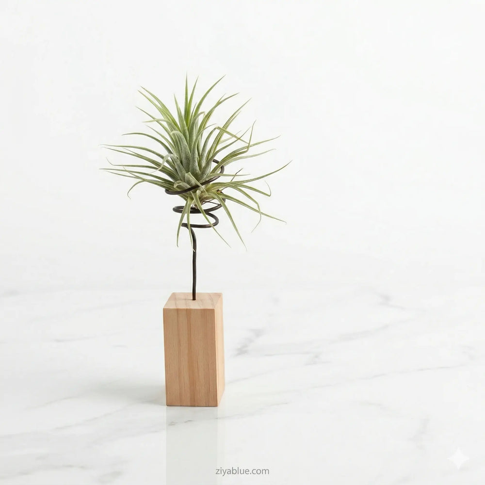 Wood Airplant Holder: Minimalist Desktop Stand  Ziya Blue