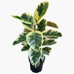 4-Inch Ficus Rubber Plant Assortment: The Glossy & Glam Pack