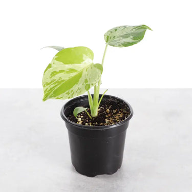 4" Monstera Bulbasaur | Geeky Nostalgia Houseplant