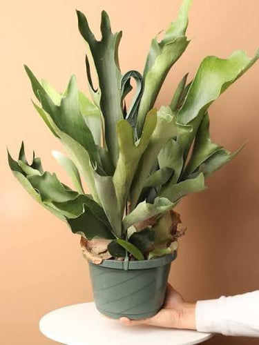 8" Hanging Staghorn Fern | Vegan Botanical Taxidermy